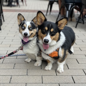 Fundraising Page: Charlie & Scout Rainey